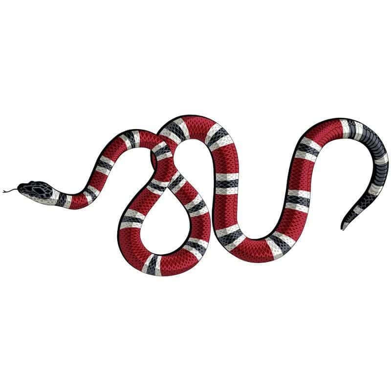 Tatouage Serpent Roi Écarlate (Temporaire) – Image 2